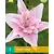 Lily Elodie - double - 1 Bulb