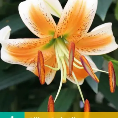 Lily Lady Alice - Yellow Oriental Trumpet Lily Buy?