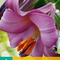Lily Pink Perfection - 1 Bulb