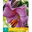 Lelie Pink Perfection - Paarse Trompet Lelie Kopen? - Garden-Select.com