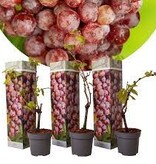3er Set Traubenpflanzen - Rote Trauben - Kernlos - Kletterpflanze - Kleine Früchte