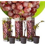Set Of 3 Grape Plants - Red Grapes - Seedless - Climbing Plant - Small Fruit