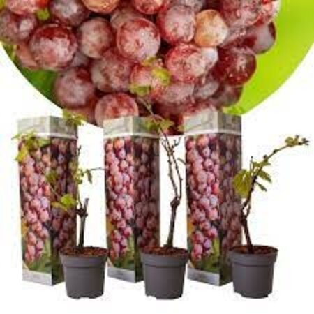 Set Van 3 Druivenplanten  - Rode Druiven - Pitloos - Klimplant - Klein Fruit