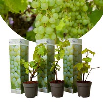 Grape plants White - 3 Plants