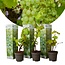 Set Van 3 Druivenplanten - Witte Druiven - Zonnige Plaats - Klimplant