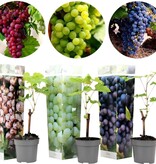 Traubenpflanzen Mix - 3 Pflanzen (blaue, weiße und rote Trauben) - Kletterpflanze - kleine Früchte