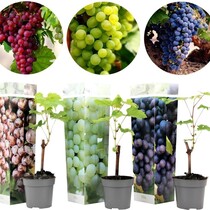 Grape Plants Mix - 3 Plants
