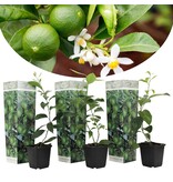 Limoenplanten (Citrus "Aurantifolia") Geurende Planten - Citrus Planten - Zonnige Plaats - 3 Planten