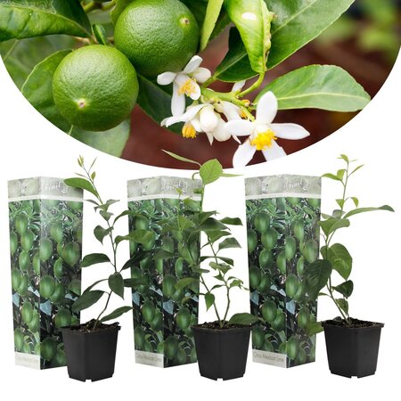 Limoenplanten (Citrus "Aurantifolia") Geurende Planten - Citrus Planten - Zonnige Plaats - 3 Planten