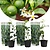 Limonene plants (Citrus "Aurantifolia") 3 plants