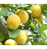 Citroenplanten (Citrus Limon) - mediterrane - Citrus Planten - Veel Zonlicht Nodig - 3 Planten