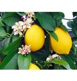 Citroenplanten (Citrus Limon) - mediterrane - Citrus Planten - Veel Zonlicht Nodig - 3 Planten