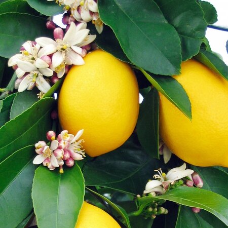 Lemon Plants (Citrus Limon) - Mediterranean - Citrus Plants - Much Sunlight Needed - 3 Plants