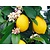 Zitronenpflanzen (Citrus Limon) - 3 Pflanzen