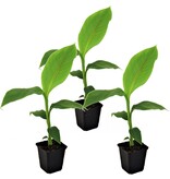 Musa Basjoo (Bananenplant) - 3 Planten - Winterharde Bananenplant - Japanse Vezelbanaan