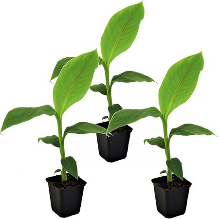 Musa Basjoo (Bananenplant) - 3 Planten - Winterharde Bananenplant - Japanse Vezelbanaan