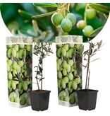 Olive trees (European) 3 Plants - evergreen - Terrace / Garden plant