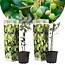 Olive trees (European) 3 Plants - evergreen - Terrace / Garden plant