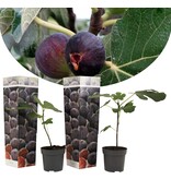 Vijgen Planten "Ficus Carica" - Mediterrane Planten - Zoete Vruchten - 3 Planten