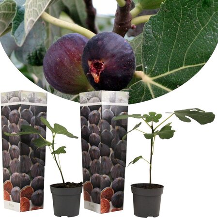Vijgen Planten "Ficus Carica" - Mediterrane Planten - Zoete Vruchten - 3 Planten