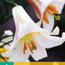 Lilie Regale - 1 Blumenzwiebel