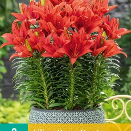 Lily Happy Heart - Red-coloured Lily For In Pots Buy Online?