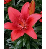 Lily Happy Heart - Red-coloured Lily For In Pots Buy Online?