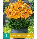 Lily Happy Memories - Orange Pot Lily Buy Online?