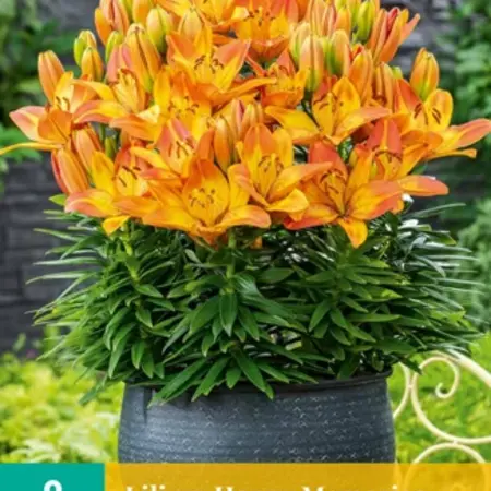 Lily Happy Memories - Orange Pot Lily Buy Online?