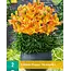 Lily Happy Memories - Orange Pot Lily Buy Online?