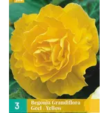 Begonia Yellow - Grandiflora - Begonie mit großen gefüllten gelben Blüten Kaufen?