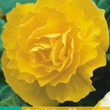 Begonia Yellow - Grandiflora - Begonia With Large Double Yellow Flowers Buy?