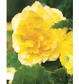 Begonia Yellow - Grandiflora - Begonie mit großen gefüllten gelben Blüten Kaufen?