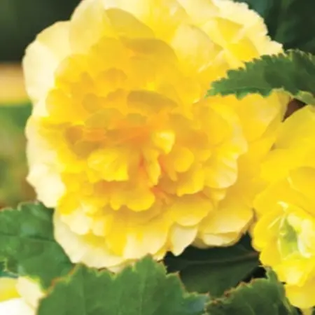 Begonia Yellow - Grandiflora - Begonie mit großen gefüllten gelben Blüten Kaufen?