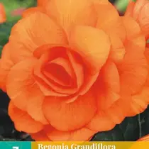 Begonia Orange - Grandiflora - 3 Bulbs