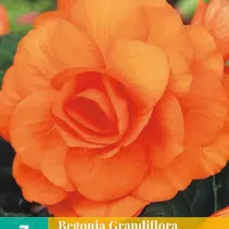 Begonie Orange - Grandiflora - 3 Blumenzwiebeln