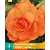 Begonia Oranje - Grandiflora - 3 Bollen