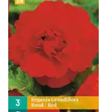 Begonia Rood - Grandiflora - Begonia Knollen Tegen Scherpe Prijzen - Garden-Select.com