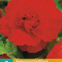 Begonie Rot - Grandiflora - 3 Blumenzwiebeln