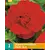Begonie Rot - Grandiflora - 3 Blumenzwiebeln