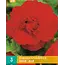 Begonia Rood - Grandiflora - Begonia Knollen Tegen Scherpe Prijzen - Garden-Select.com