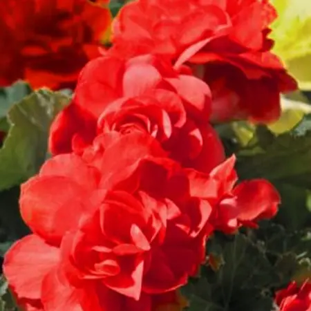 Begonia Red - Grandiflora - Begonia Tubers At Competitive Prices - Garden-Select.com