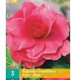Begonie Rosa - Grandiflora - Für Kästen auf Terrasse und Balkon - Garden-Select.com