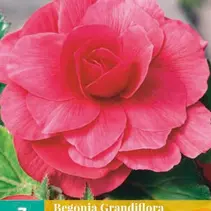 Begonie Rosa - Grandiflora - 3 Blumenzwiebeln