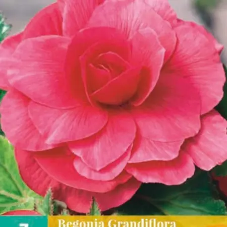 Begonie Rosa - Grandiflora - Für Kästen auf Terrasse und Balkon - Garden-Select.com
