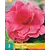 Begonie Rosa - Grandiflora - 3 Blumenzwiebeln