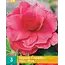Begonie Rosa - Grandiflora - Für Kästen auf Terrasse und Balkon - Garden-Select.com