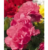 Begonia Pink - Grandiflora - For In Boxes On Terrace And Balcony - Garden-Select.com