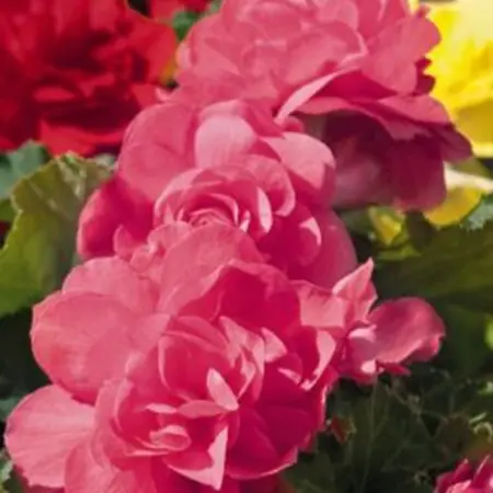 Begonia Pink - Grandiflora - For In Boxes On Terrace And Balcony - Garden-Select.com