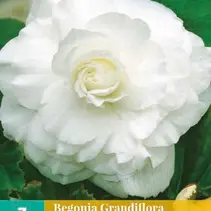 Begonia White - Grandiflora - 3 Bulbs